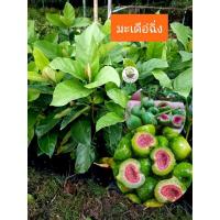 ราคา ต้นมะเดื่อฉิ่ง มะเดื่อฉิ่งชุมพร ลูกฉิ่ง มะเดื่อชุมพร (29173088292)