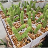 ราคา แคคตัส Cactus กระบองเพชร เก๋งหนอนชาเขียว (17756540151)