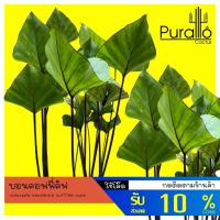 ราคา บอน คอฟฟี่คัฟ Colocasia esculenta Coffee Cups #Variegated #colocasia​ #บอน #ต้นไม้ด่าง #Colocasia (12435302837)