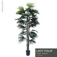 ราคา Lady Palm - Height 200 cm ต้นจั๋ง ความสูง 200 ซม. ต้นไม้ประดิษฐ์ (18716752804)