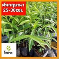 ราคา ต้นกฤษณา 25-30ซม. กฤษณา ไม้ประดับ ไม้ประดับ ไม้หอม (18674885237)