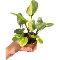 ราคา รวยล้นฟ้าด่างไม้มงคลเลี้ยงง่ายแดดรำไร ว่านรวยล้นฟ้าด่าง (10731228955)