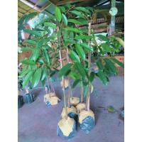 ราคา ต้นทุเรียนกระดุมทอง/80ซม. (10994755043)