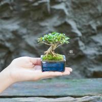 ราคา ♥︎ | บอนไซ โมกหนูลา ⋆˚ ˚⋆ ((พร้อมส่ง✅)) มีวิธีการดูแล+ปุ๋ยแถมไปให้ค่ะ〰️ (27564183583)