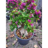 ราคา Newต้นเฟื่องฟ้า สาวิตรี เฟื่งฟ้าแคระ เฟื่องฟ้าบอนไซ ทรงสวยๆ ต้นสูง50cm จัดส่งพร้อมกระถาง (18338683647)