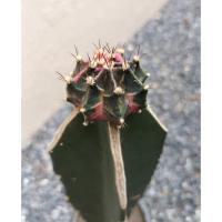 ราคา แคคตัสไม้กราฟโคลนแทนซาไนท์ Tanzanite (18622411425)