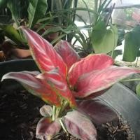 ราคา ต้นบัลลังค์เจ้าสัว/ไม้ประดับ/ไม้มงคล (7531756669)