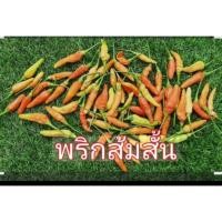 ราคา ต้นกล้าพริกส้มดอกสั้น เป็นชื่อของเมล็ดพันธุ์พริกสายพันธุ์หนึ่งที่มีลักษณะเด่นคือ ผลสั้นและเมื่อสุกจะมีสีส้มอมแดง  (45605805442)