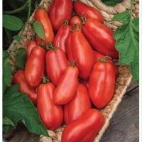 ราคา 20 เมล็ด มะเขือเทศ มะเขือส้ม Tomato Seeds สายพันธุ์ San Marzano (29392497315)