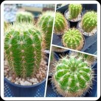 ราคา กระบองเพชร แคคตัส ดาวล้อมเดือนในกระถาง2.5นิ้ว (14739210158)