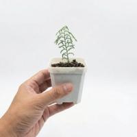 ราคา ต้นสน ต้นไม้ สนฮิโนกิ Hinoki cypress Chamaecyparis obtusa ไม้เพาะเมล็ด (25084168423)