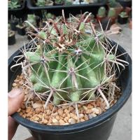 ราคา ต้นกระบองเพชร แคคตัส ยิมโน เล็บเหยี่ยวต้นใหญ่ (4614425529)