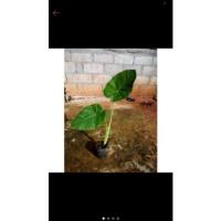 ราคา ออดิบ ต้นทูน ต้นตูน ทูนกินดิบ (16428895968)