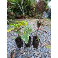 ราคา สามกษัตริย์ ต้นสามกษัตริย์ ใบเงิน ใบนาค ใบทอง เซ็ทละ100฿ (11666240815)