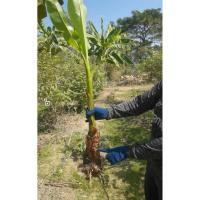 ราคา หน่อกล้วยไข่ พันธุ์กำแพงเพชร (46704996734)
