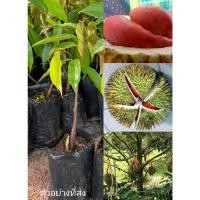 ราคา (2ต้น)(เสียบยอด) #ทุเรียนแดงอินโด มีเนื้อสีแดง รสหวานกลิ่นหอมทุเรียน แฮปปี้ (3397054368)
