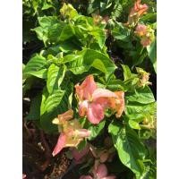 ราคา ดอนญ่าสีชมพูในกระถาง 11 นิ้ว 169 บาท (18888108937)