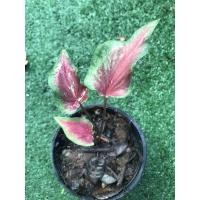 ราคา บอนสี ชื่อ ปลาบู่ทอง กระถาง4 (19129884375)