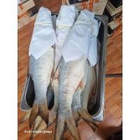 ราคา ปลากุเลาหอมเค็ม หมักจากบนเรือ ล้างสะอาดก่อนส่ง หอมอร่อย (25710413163)