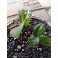 ราคา กวักแคระด่าง กวักด่าง กวักมร (47800698541)