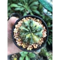 ราคา 1.ยิมโนด่าง ยิมโนโคลนมาร์เบิ้ล ไม้ชำหน่อ #ยิมโนด่าง #ยิมโนโคลนมาร์เบิ้ล #กระบองเพชร #แคสตัส #castus (3653386581)