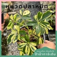 ราคา ต้นหนวดปลาหมึก ส่งพร้อมกระถาง (14499870409)