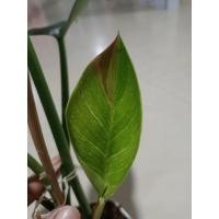 ราคา ฟิโลเดนดรอนเบอร์กิ้น ด่างชมพู ทะลุหลังใบ (4397925295)