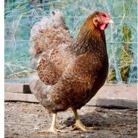 ราคา ไข่เชื้อ Blue lace wydotte สำหรับฟัก สีบลู เทาอมม่วง พ่อแม่พันธุ์ หนุ่มสาวเชื้อดี (47802018316)