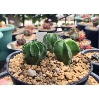 ราคา แคคตัส แอสโตรไฟตัม มายริโอเพาะเมล็ดจากพ่อกิกโกะด่างชุด 3 ต้น ขนาดไม้ 2-3ซม. (5145328905)