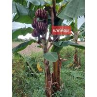 ราคา หน่อกล้วยนากค่อม,กล้วยนากเตี้ย (23878121004)