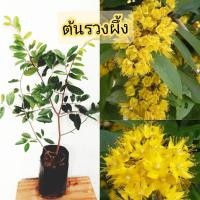 ราคา ต้นรวงผึ้งไม้มงคลประจำรัชกาลที่ 10แบบปักชำกิ่งสูง40-50 cm (19293391952)