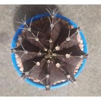 ราคา Gymnocalycium(ยิมโนคาไลเซียม) สีม่วงเข้ม+ด่าง ขนาด6-7 ซม. (22409687715)