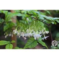 ราคา ขาย ต้นโมกพวง ไม้ไทยดอกหอม เหมาะปลูกทำแนวรั้ว 2 ต้น (แพ็คคู่) สวยทุกต้นรับประกันค่ะ สูง 1 เมตร แข็งแรงพร้อมปลูกราคาถูก (27405371531)