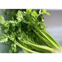 ราคา ต้นพันธุ์ ขึ้นฉ่าย คึ่นช่าย พร้อมปลูกในถุงดำ 29 บาท พืชที่มีคุณค่าทางอาหาร (24740036209)