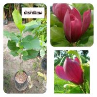 ราคา ต้นจำปีแดง จำปีแดง ( ติดตา) (44051813456)