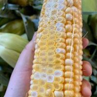 ราคา corn seeds for planting เมล็ดพันธุ์ ข้าวโพดหวาน super sweet corn 10 เมล็ด ปลูกง่าย ทนแดด หวานอร่อย พร้อมคู่มือปลูก (42566698029)