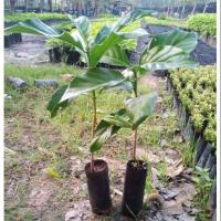 ราคา ต้นยอ ลูกยอ ช่วยขับพยาธิ แก้ท้องอืด ท้องเฟ้อ แบบเพาะเมล็ด (4531257679)