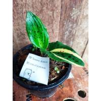 ราคา รวยล้นฟ้าด่าง150฿ว่านเพชรฉลูกัณฑ์ (3394462204)