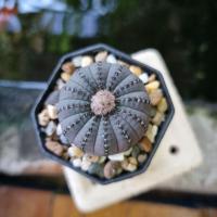 ราคา เฟเรีย คัสทาเนีย ไม้เมล็ด (9833326242)