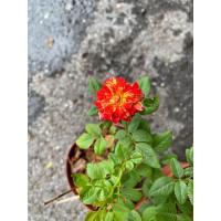 ราคา กุหลาบลาย สองสี กุหลาบแบล็กโรส สีชมพูสลับสีขาว หรือสีส้มสลับสีขาว จัดส่งพร้อมกระถาง 4 นิ้ว (23570457523)