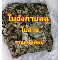 ราคา ใบอังกาบหนู(ดอกสีเหลือง) (28866321577)