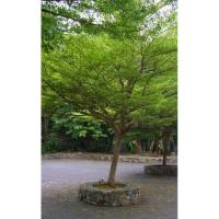 ราคา ต้นหูกระจงแคระต้นละ50บาท (3189647194)