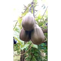 ราคา ใบกระเช้าสีดา/กระเช้าถุงทอง ใบไม้เลี้ยงหนอนผีเสื้อ (20ใบ) (49300883679)