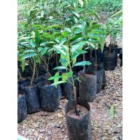 ราคา ต้นทุเรียนหนามดำ เสียบยอด (26210265247)