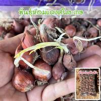 ราคา พันธุ์หัวหอมแดงศรีสะเกษ หอมหัว หัวสวยแบบไม่ตัดจุก 40-100 กรัม ปลูกง่าย โตเร็ว ผลผลิตสูง [ 10 แถม 1 คละได้] (24907991789)