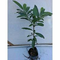 ราคา มะพลับ ต้นสมุนไพร สมุนไพรหายาก พันธุ์ไม้หายาก (11915419179)