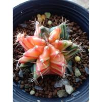 ราคา ยิมโนด่างไม้เพาะเมล็ด (6763239294)