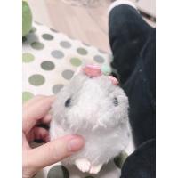 ราคา กระต่ายอมูสเทา ผูกโบว์ (17952267068)