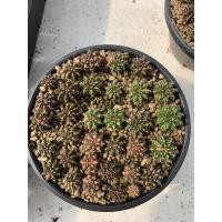 ราคา ยิมโนด่าง ยกพอต gymno แคคตัสยิมโนด่าง กระบองเพชรด่าง (12302640016)