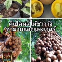 ราคา คีเปล XL สูง 20-30ซม. 10-12ใบ ผลไม้มหัศจรรย์ กินแล้วตัวหอม ราคาไม่ธรรมดา หากินโคตรยาก ต้นกล้าคีเปล พร้อมปลูก (10792227688)